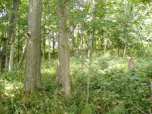 Property photo 10 - AUCTION CANCELLED TONIGHT!! SOLD Prior to Auction! 84+/- Acres Offered in 4 Tracts